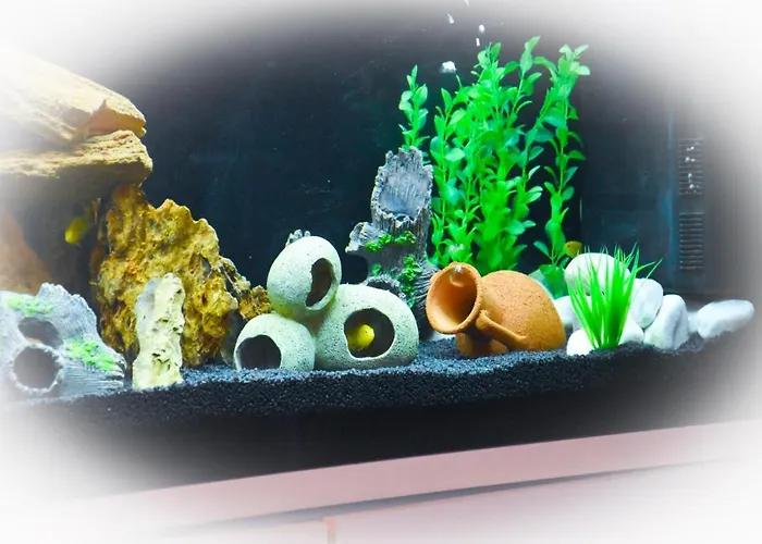 Suprem Sul Mare Rimini